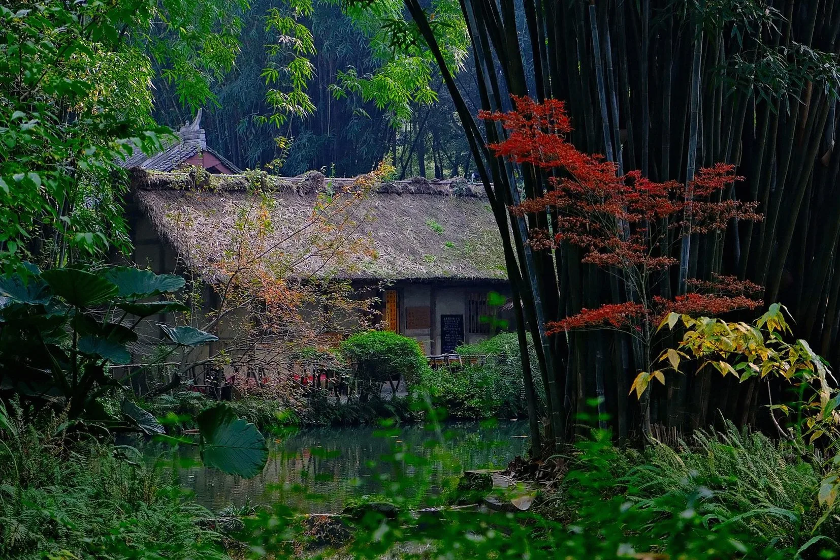 竹林ともみじに囲まれた茅葺きの家